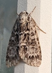 Acronicta fragilis