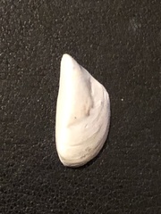 Dreissena polymorpha