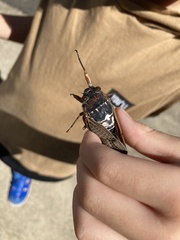 Graptopsaltria nigrofuscata