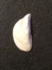 Dreissena polymorpha