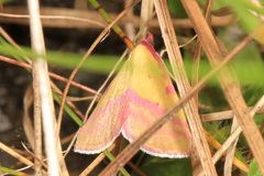 Phytometra rhodarialis