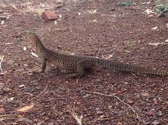 Varanus panoptes rubidus