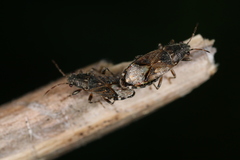 Heterogaster behrensii