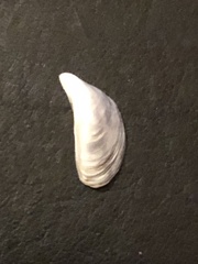 Dreissena polymorpha