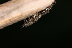 Heterogaster behrensii