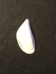 Dreissena polymorpha