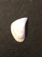 Dreissena polymorpha