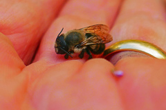 Megachile gemula