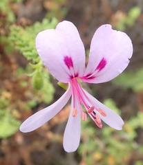 Pelargonium crispum
