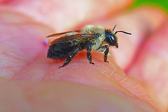Megachile gemula