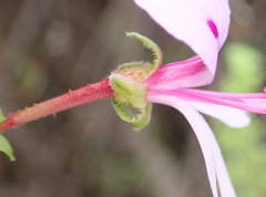 Pelargonium crispum