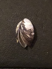 Dreissena polymorpha