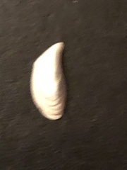 Dreissena polymorpha