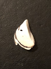 Dreissena polymorpha