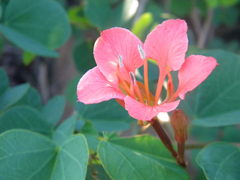 Bauhinia galpinii