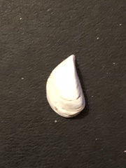 Dreissena polymorpha