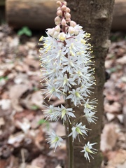 Tiarella wherryi