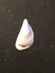 Dreissena polymorpha