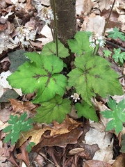 Tiarella wherryi