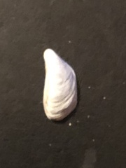 Dreissena polymorpha