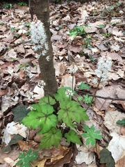 Tiarella wherryi