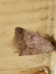 Pandesma anysa