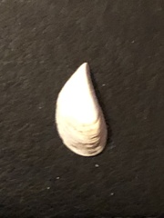 Dreissena polymorpha