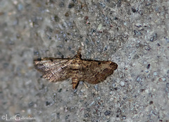 Sufetula