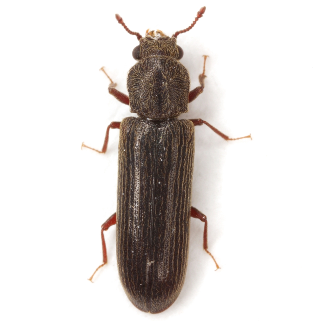 Lyctus