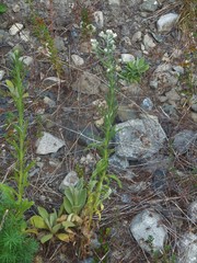 Pseudognaphalium macounii