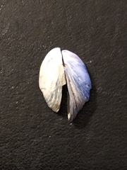 Dreissena polymorpha