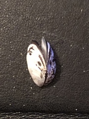 Dreissena polymorpha