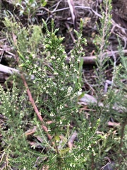 Erica lusitanica