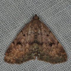Idia concisa