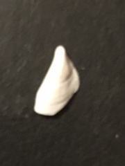 Dreissena polymorpha