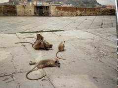 Semnopithecus entellus