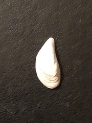 Dreissena polymorpha