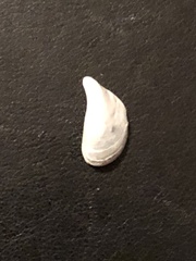 Dreissena polymorpha