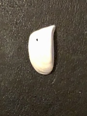 Dreissena polymorpha