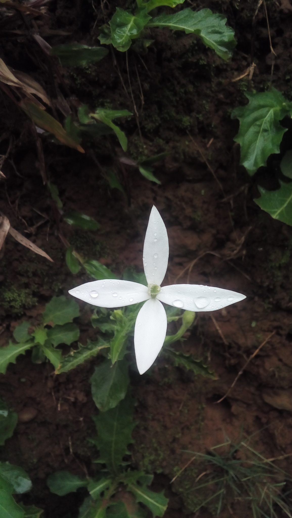 Hippobroma longiflora
