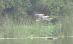 Butorides virescens image