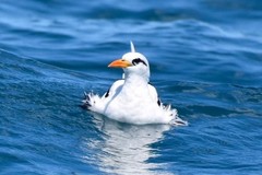 Phaethon lepturus catesbyi