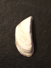 Dreissena polymorpha