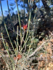Allocasuarina diminuta