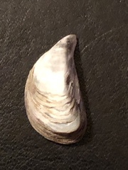 Dreissena polymorpha