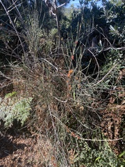 Allocasuarina diminuta