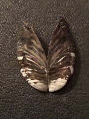 Dreissena polymorpha