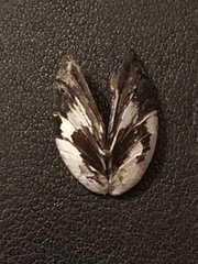 Dreissena polymorpha