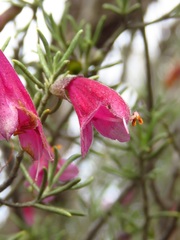Prostanthera semiteres
