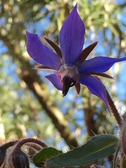 Borago officinalis